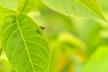Close-ups of different insects inhabiting wild plants