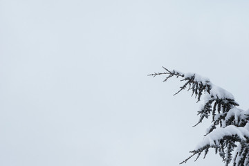 branches of tree with snow