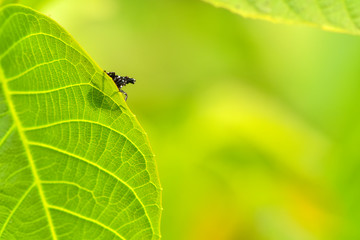 Close-ups of different insects inhabiting wild plants