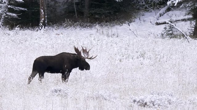side view of a moose bull standing in a snow covered meadow at yellowstone national park in wyoming, usa