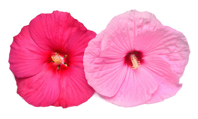 Two multicolored hibiscus red and pink isolated on white background. Bouquet of tropical flowers. Flat lay, top view. Macro, object