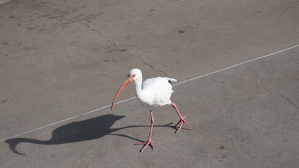 White bird walking - long beak