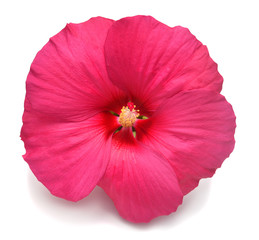 Pink head hibiscus flower isolated on white background. Flat lay, top view. Macro, object