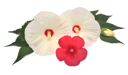 Hibiscus white and red with leaves isolated on white background. Bouquet of tropical flowers. Flat lay, top view. Macro, object