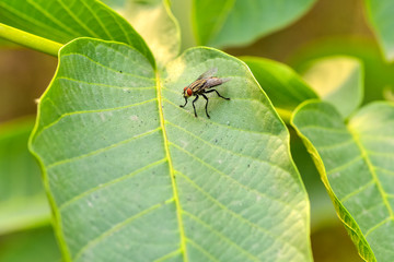 Close-ups of different insects inhabiting wild plants