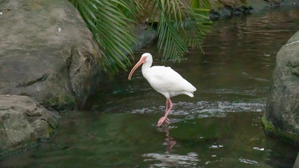 White bird walking - long beak
