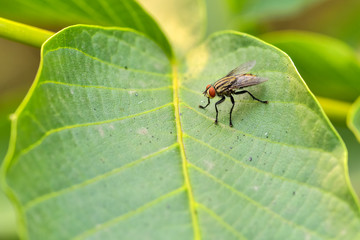 Close-ups of different insects inhabiting wild plants