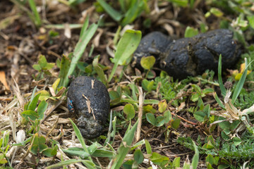 A group of black poop that my dog made in the garden of my house