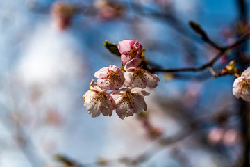 樹木公園の大漁桜