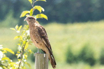Typical Chilean bird called tiuque, perched on the wooden beam of my house in Chile
