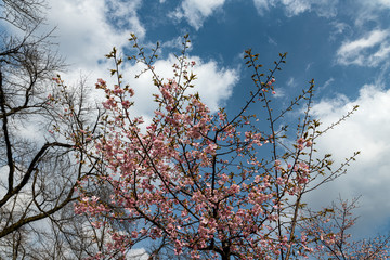 樹木公園の河津桜