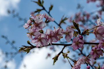 樹木公園の河津桜