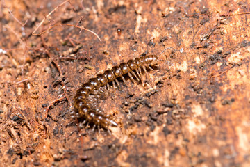 Macro photo of a centipede on a fallen and rotten brown log