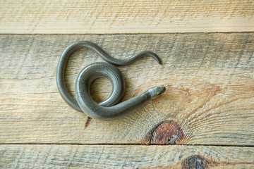 Anguis fragilis on the wooden board