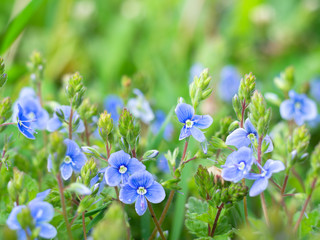 flowers in the spring meadow