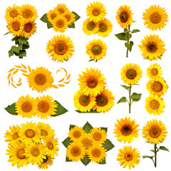 Sunflowers collection isolated on white background. Sun symbol. Flowers yellow, agriculture. Seeds and oil. Flat lay, top view. Bio. Eco