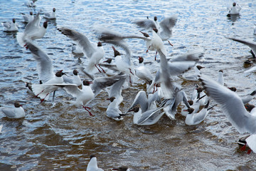 seagulls in the lake are fighting for food - obrazy, fototapety, plakaty