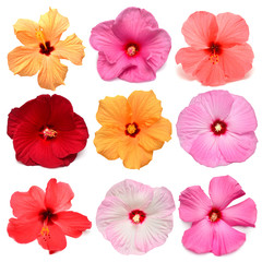 Collection head multicolored hibiscus flowers isolated on white background. Tropical plant. Flat lay, top view. Creative card. Orange, red, pink, yellow