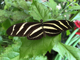 yellow and black butterfly on a leaf