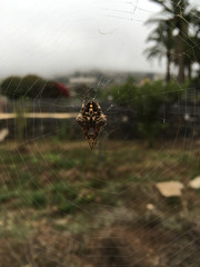 yellow dotted spider on the web
