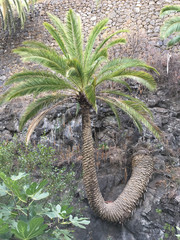 Curved canarian palm