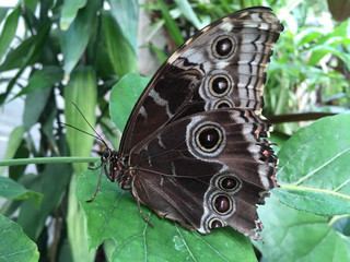 black butterfly on leaf