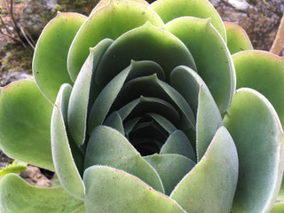 Closed aeonium closeup