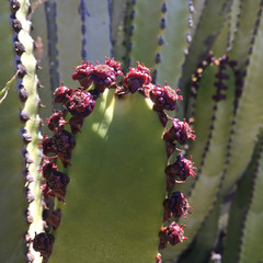 Euphorbia canariensis flowered