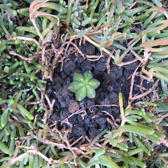 Little cactus upside view on black stones ground surrounded by other plants