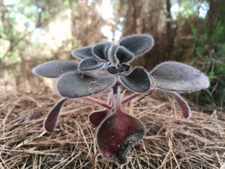 Black airchrison succulent canarian plant