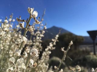 White retama flower closeup
