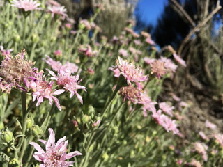 Pink flowers closeup