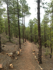 Footpath in pinus forest