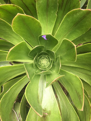 Aeonium closeup