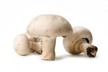 White Common Mushrooms from mount Etna in Sicily, Italy – Champignon Variety – Isolated on White Background