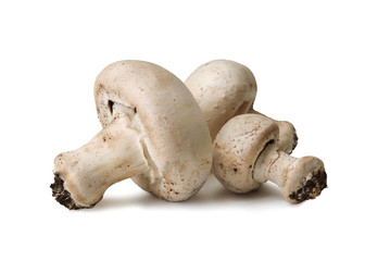 White Common Mushrooms from mount Etna in Sicily, Italy – Champignon Variety – Isolated on White Background