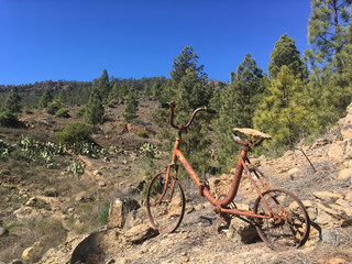 Rusty bicycle in a pine forest