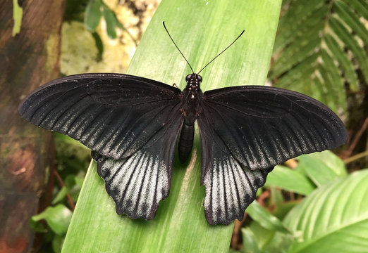 black winged butterfly