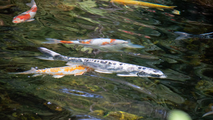 Koi fish swimming in water