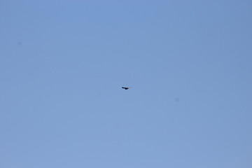 kite in the sky
