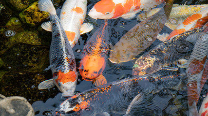 Koi fish swimming in water