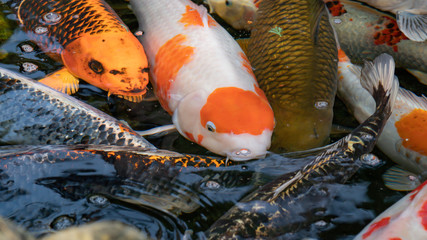 Koi fish swimming in water