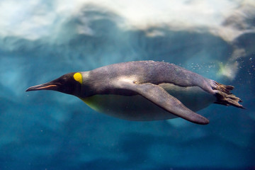 Penguin diving under ice, underwater photography . © herraez