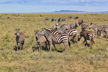 Fototapeta na wymiar Zebra in tanzanian forest Serengeti