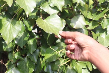 Small handing touching green plant leaf