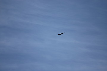 seagull in flight