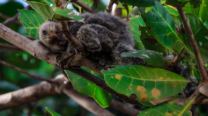 Marmoset in the tree
