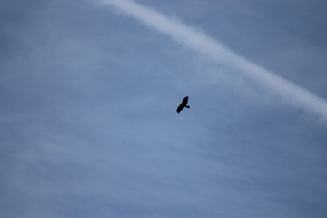bird in flight