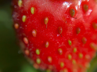Red strawberry closeup - macro