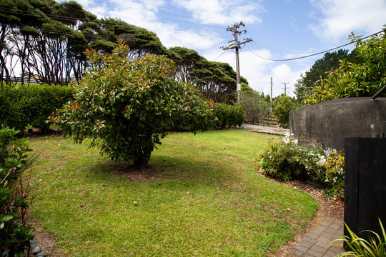 Small garden outside area of a house in rural west Auckland. Mowed grass, shrubs, bushes, hedge and old concrete water tank. Power lines and poles. Blue sky with white clouds. Tall row of kanuka trees
